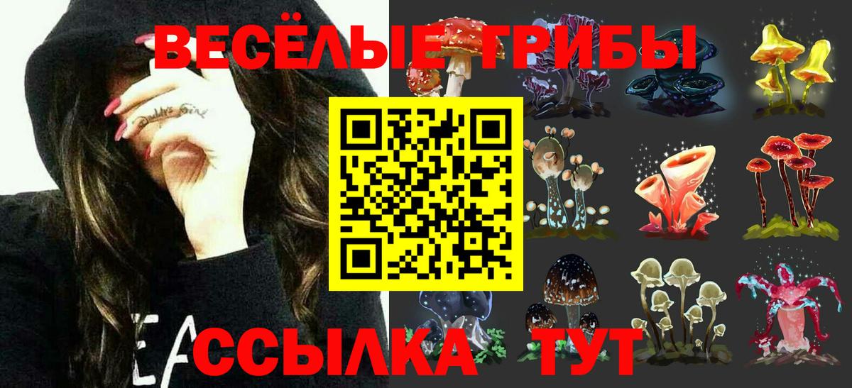 Галлюциногенные грибы Psilocybe Протвино